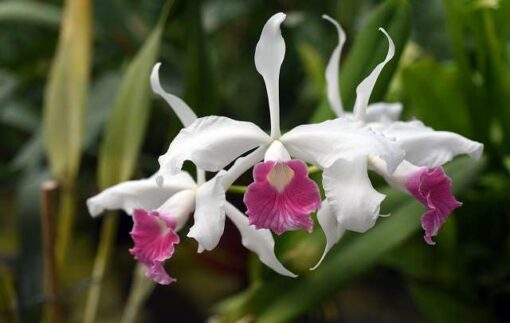 CATTLEYA PURPURATA MISTA - CORTE ADULTO