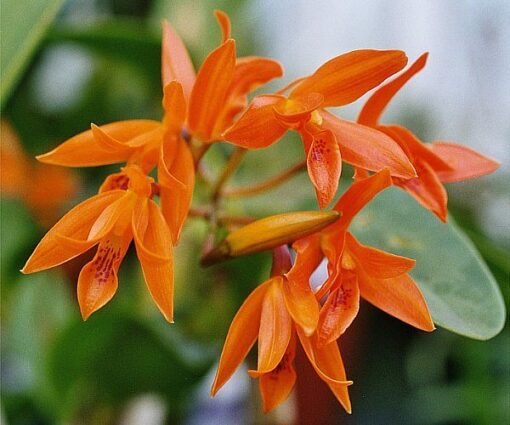 CATTLEYA AURANTIACA ADULTA 10 A 20 CM