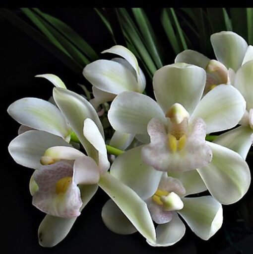 CYMBIDIUM ICE CASCADE MUDA 5 A 10 CM