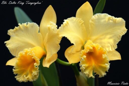 BLC. DELTA KING "TANGERGLOW" ADULTA