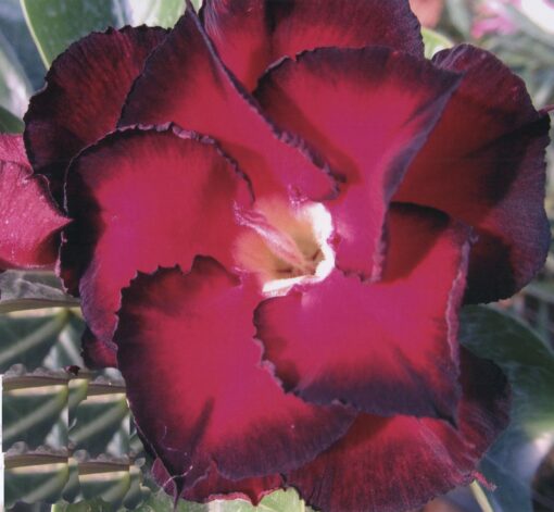ROSA DO DESERTO RED LIPS