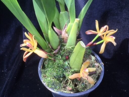 MAXILLARIA RUFESCENS MUDA