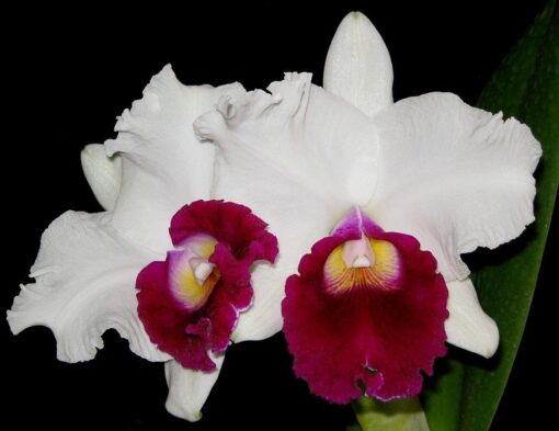 LC. MELODY FAIR `MISHIMA´ ADULTA