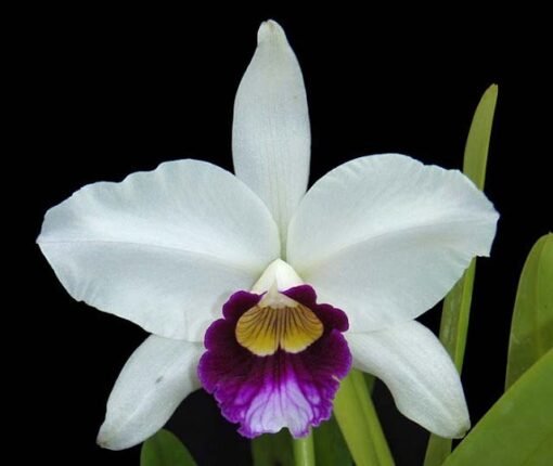 LAELIA PURPURATA - CORTE ADULTO