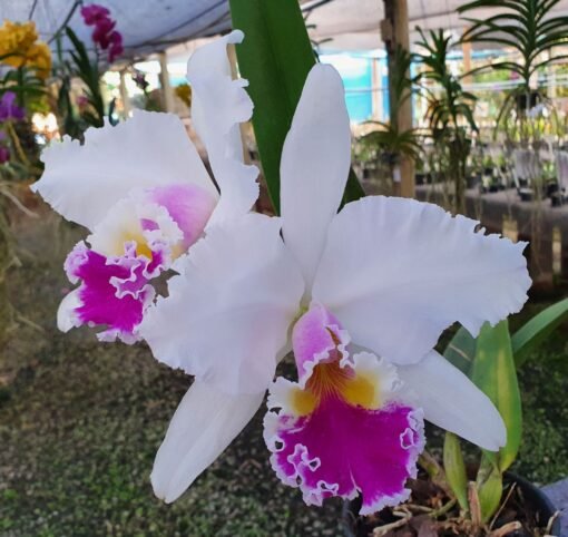 LC. MIKKIE NAGATA X C. SONIA ALTEMBURG - CORTE ADULTO