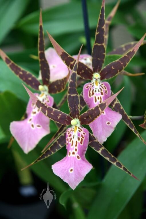 MILTASSIA OLMEC KANNO MUDA