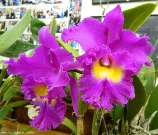 BLC. NAN CHANG SILK X BLC. SANYANG RUBY - CORTE ADULTO