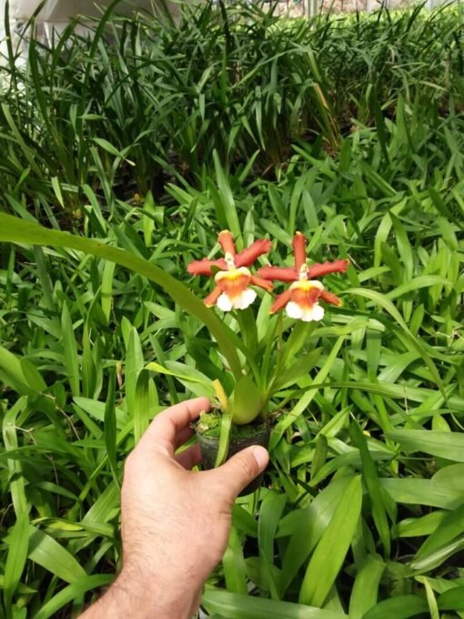 ORQUIDEA RONS FIRE MUDA