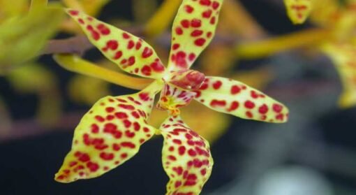 RENANTHERA STORIEI X SELF