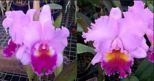 BLC. ROSE WHISPER `SUNSEI´X BLC. DRUMBEAT HERITAGE ADULTA