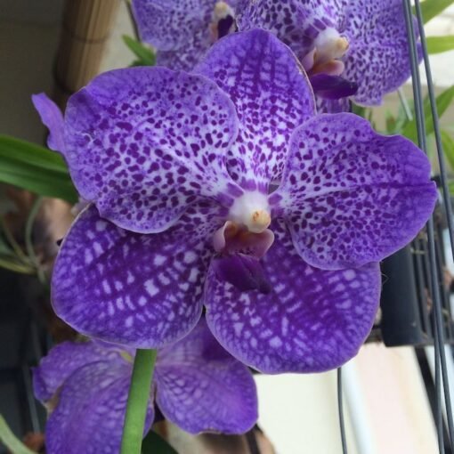 VANDA SOMSRI GLORY BLUE