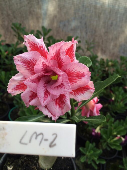 ROSA DO DESERTO LM2