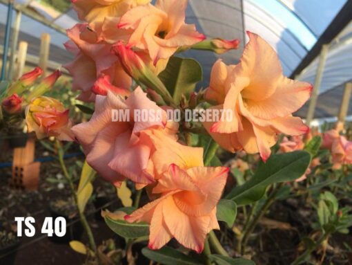 ROSA DO DESERTO TS40