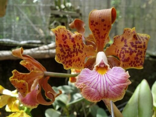 CATTLEYA VELUTINA - CORTE ADULTO