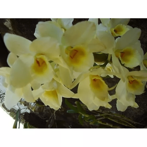 DENDROBIUM AMARELO TARDIO ADULTA