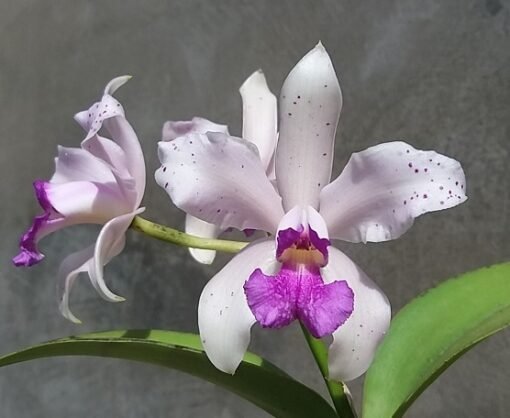 C. AMETHYSTOGLOSSA COERULEA X COERULEA LISA