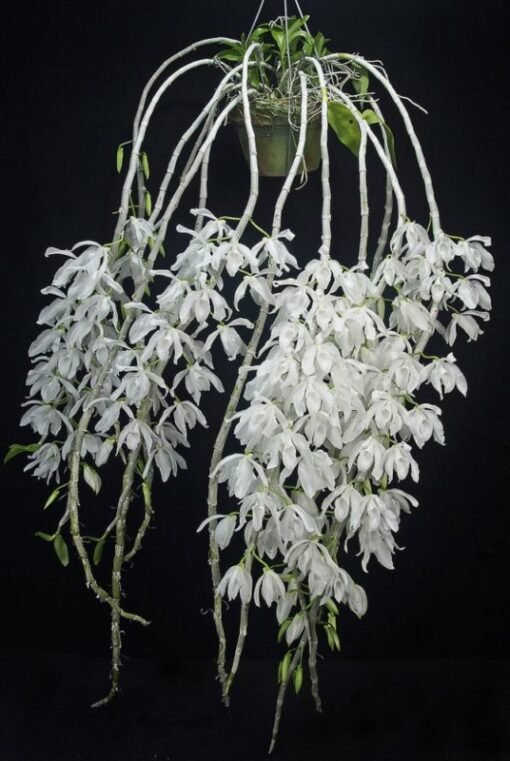 DENDROBIUM ANOSMUM ALBA MUDA 5 A 15 CM