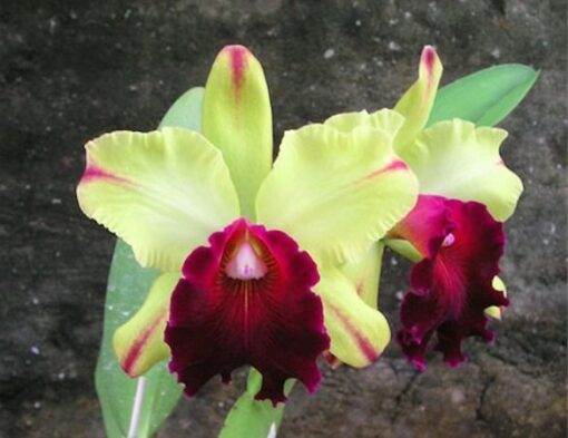 BLC. TOSHIE AOKI CARMELA X LC. MELODY FAIR CAROL