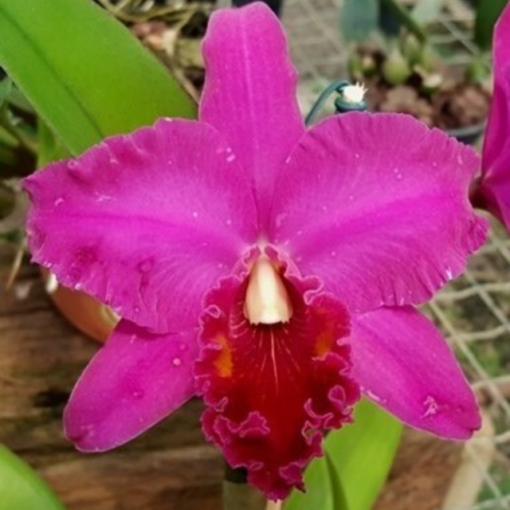 BLC. CHINA LADY `ORCHIS´ - CORTE ADULTO