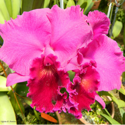 BLC. JOÃO PAULO FONTES - CORTE ADULTO