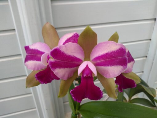 BLC. HAWAIIAN SATISFACTION X BLC. CHINESE BRONZE MUDA