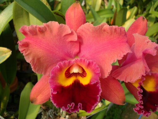 RLC. LINDA DONNA X BLC. NOBILES TROPICAL SUNSET