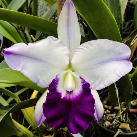 MEM. ROBERT STRAIT BLUE HAWAI
