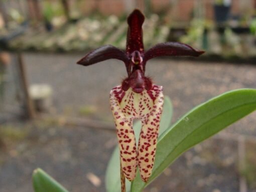 BULBOPHYLLUM BREVISCARPUM MUDA