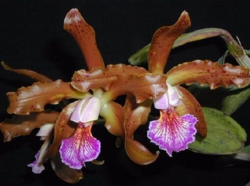 C. KERCHOVEANA  ADULTA