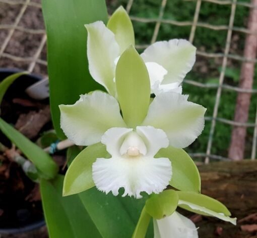 EPC. SIAM JADE `ONTARIO´ ADULTA