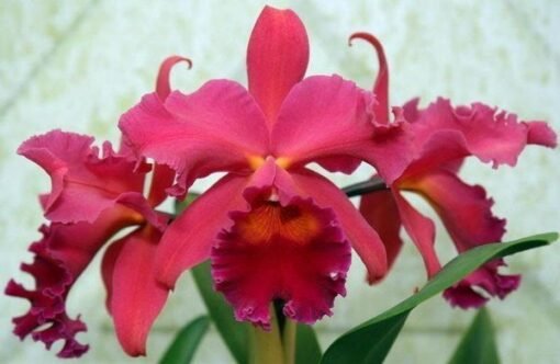 BLC. PUMPKIN FESTIVAL ADULTA