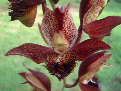 CATASETUM SCHMIDTIANUM - MUDA 5 A 10CM