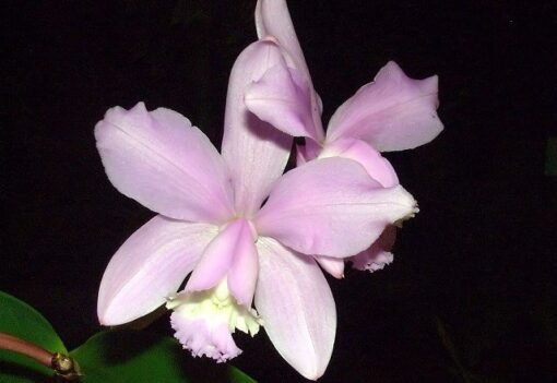 CATTLEYA LODIGESI AQUINI - CORTE ADULTO