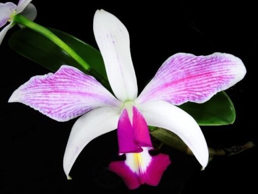 CATTLEYA VIOLACEA SEMI ALBA ESTRIATA - CORTE ADULTO