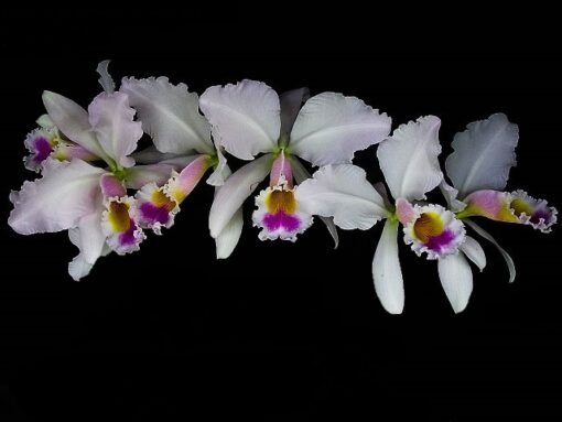 C. GASKELIANA “SEMI ALBA MONALISA” X SELF  ESPECIE ADULTA