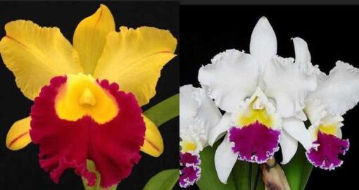 BLC. CHUNYEAH #17 X LC. MIKKIE NAGATA ORCHID LIBRARY Nº 1 - CORTE ADULTO