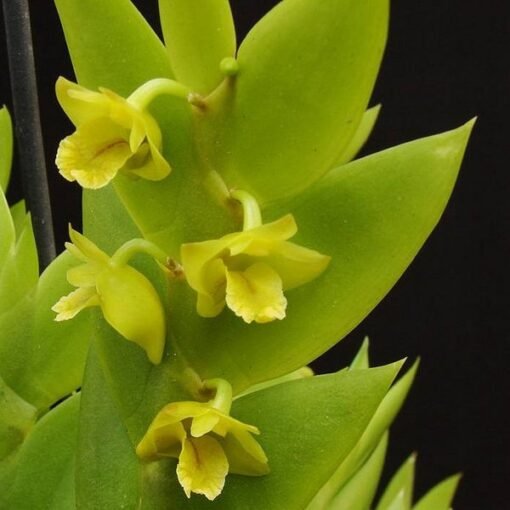 DENDROBIUM ANCEPSIS  ADULTO