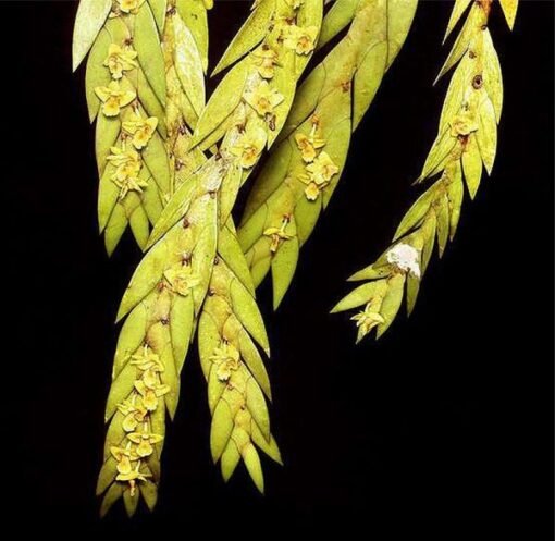 DENDROBIUM KEITHII ADULTO