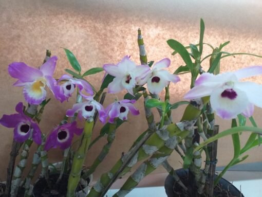 DENDROBIUM NOBILE MUDA 10 a 20cm