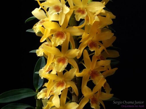 DENDROBIUM STARDUST AMARELO ADULTO
