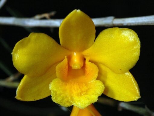 DENDROBIUM HANCOCKII MUDA