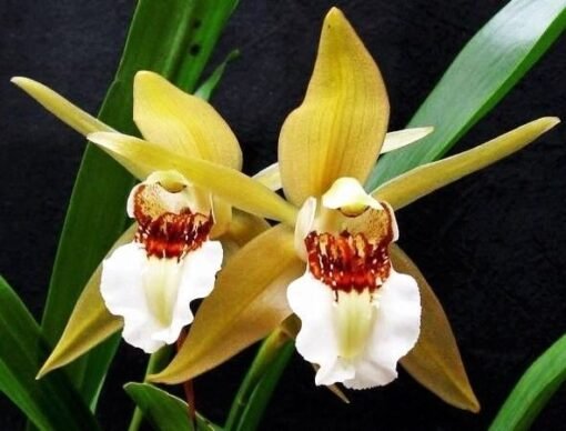 COELOGYNE LAWRENCEANA ADULTA