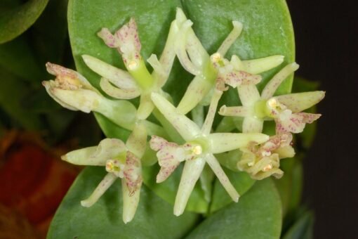 EPIDENDRUM VEZICATUM X SPICATUM MUDA 5 A 10 CM