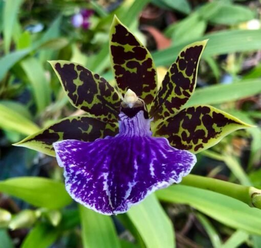 ZYGOPETALUM B G WHITE NBS