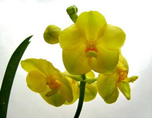 VANDA ARUNEES HONEY MOON CONCOLOR ADULTA