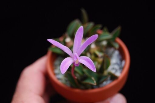 LAELIA RUPICOLA ADULTA