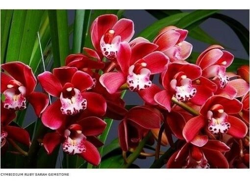 CYMBIDIUM PENDENTE RUBY SARA MUDA 5 A 10 CM