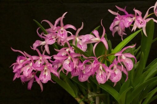 BLC. MAIKAI MAIUMI ADULTA