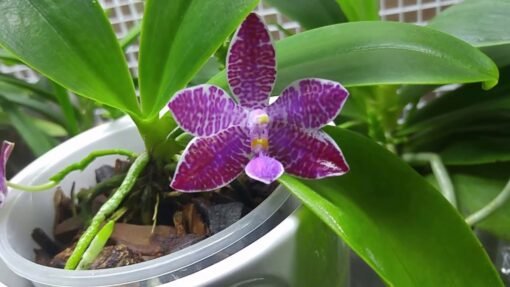 PHAL LUEDDEMANNIANA  MUDA