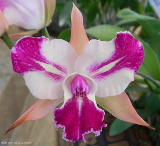 BLC. CHYONG GUU BENZ `FONG YUEN´ - CORTE ADULTO